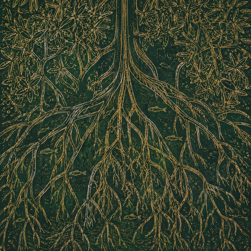 Mangrove Roots